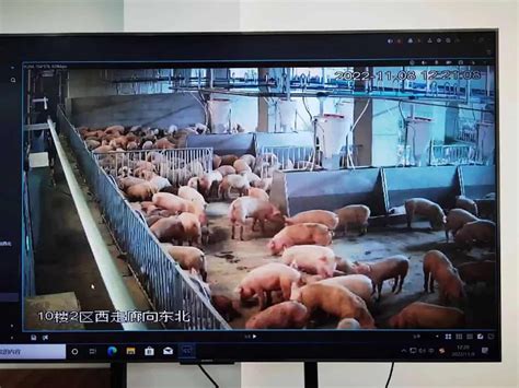 location of hog production in china